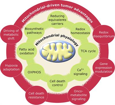 Metabolic Plasticity of Tumor Cell Mitochondria